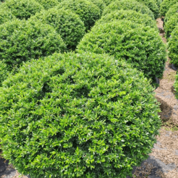 Nguyệt quế thái tán tròn