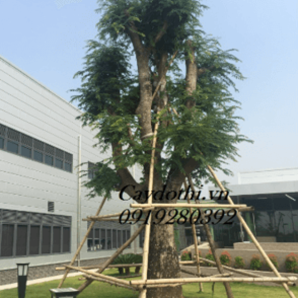 Cây Me/ Tamarindus indica