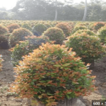 Hồng lộc cắt tròn