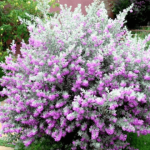 Tuyết sơn phi hồng/ Leucophyllum frutescens