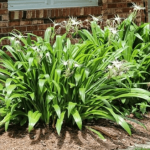 Bạch trinh biển/ Crinum ensifolium