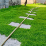 Cỏ nhung/ Zoysia japonoca