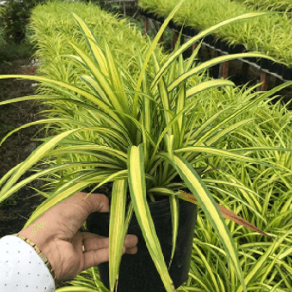 Dứa sọc vàng/ Ageratum conyzoides