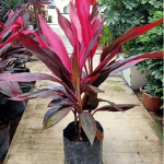 Huyết dụ/ Cordyline
