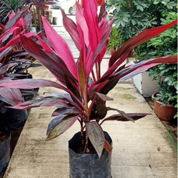 Huyết dụ/ Cordyline