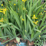 Lan rẻ quạt/ Trimezia martinicensis