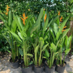 Mỏ két/ Heliconia psittacorum