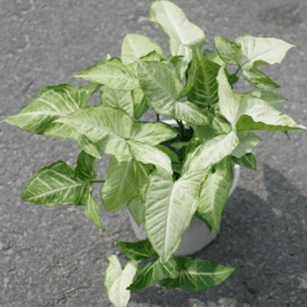 Muống nhật (tróc bạc)/ Aglaonema muntifolium