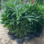 Trúc mây/ Rhapis excelsa