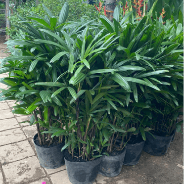 Trúc mây/ Rhapis excelsa