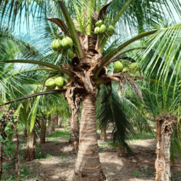 Cây Dừa/ Cocos nucifera